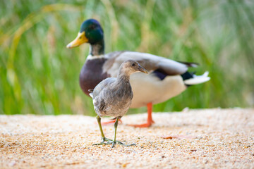 Joven gallineta común (Gallinula chloropus) y ánade real macho (Anas platyrhynchos) en la orilla de un lago