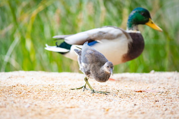 Joven gallineta común (Gallinula chloropus) y ánade real macho (Anas platyrhynchos) en la orilla de un lago