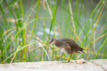 Joven gallineta común (Gallinula chloropus) en la orilla de un lago