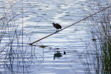 Gallineta común (Gallinula chloropus) en la orilla de un lago