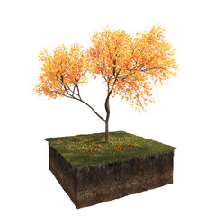autumn tree, isolate on a transparent background, 3d illustration
