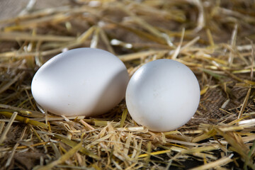 Natural eggs in the henhouse