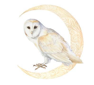 Watercolor illustration of owl with moon isolated