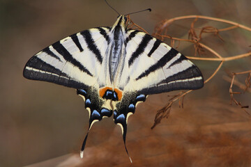 butterfly on a leaf