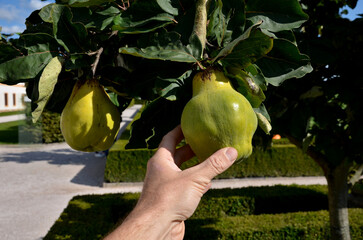 deciduous tree that bears hard, aromatic bright golden-yellow pome fruit, similar in appearance to a pear. Ripe quince fruits are hard, tart, and astringent. baroque, house, shingle
