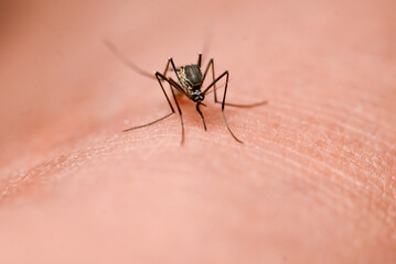 Mosquitoes are feeding on human skin blood. Mosquitoes are carriers of dengue fever and malaria. Dengue fever is very prevalent during the rainy season.