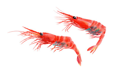 ホッコクアカエビ　手描き水彩画