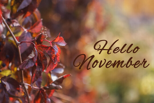 Autumn leaves on a sunny day. Natural nature background with Hello November lettering. Selective focus, copy space