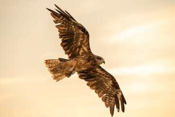 Black Kite bird of prey  on yellow sky