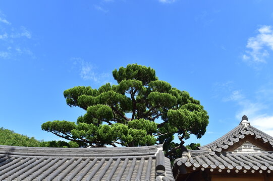 Tiled roof of Ttraditional Korean style house and Juniper Tree