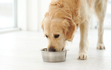 Golden retriever dog drinking water from metal bowl at home. Purebred dog eating in room with...