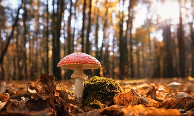 Foto op Canvas autumn season. amanita muscaria mushroom in autumn forest, natural bright sunny background. harvest fungi concept. Fly agaric, wild poisonous red mushroom in yellow-orange fallen leaves.  © Ju_see
