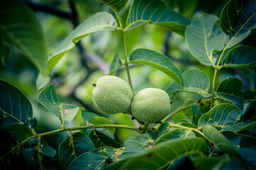 Walnüsse Juglans regia im Alten Land bei Hamburg