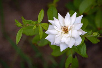 A beautiful white miniature rose flower blooms in the garden. Israel. Autumn