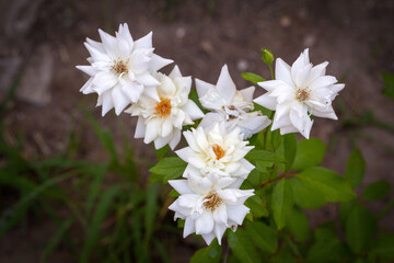 Beautiful miniature white roses bloom in the garden. Israel. Autumn