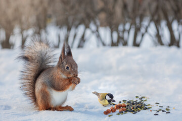 cute red squirrel  sciurus vulgaris in winter eats a nut sitting on the snow. Cute animal eating in nature - obrazy, fototapety, plakaty