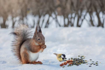 Poster cute red squirrel  sciurus vulgaris in winter eats a nut sitting on the snow. Cute animal eating in nature © Leka