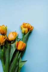 Orange tulips on a plain blue background on top. Flatlay with tulips on a blue background.
