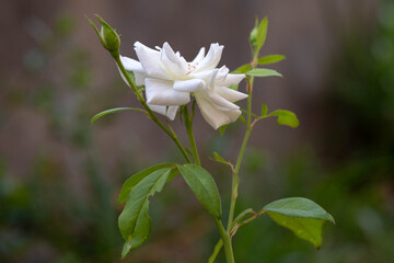 Fototapeta A beautiful white miniature rose flower blooms in the garden. Israel. Autumn obraz
