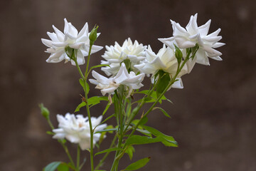Fototapeta Beautiful miniature white roses bloom in the garden. Israel. Autumn obraz