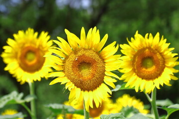 Obraz premium 太陽の花
