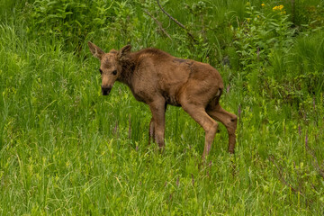 Naklejka na ściany i meble Baby Moose In Grassy Field Looks Back At Camera