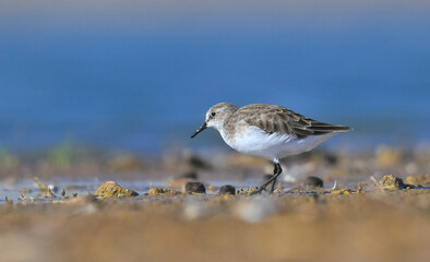 Little Stint (Calidris minuta) is a wetland bird that lives in the northern parts of the European and Asian continents. It feeds in swampy areas.