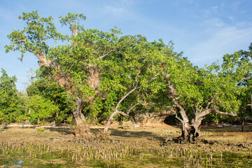 Mangrove trees that stand firmly on the mainland coast