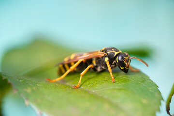 The wasp is sitting on green leaves. The dangerous yellow-and-black striped common Wasp sits on leaves.