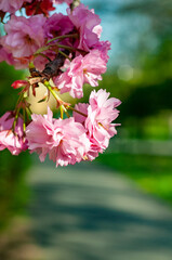 Blossoming cherry tree branch with pink flowers, beautiful blooming Japanese sakura close-up.