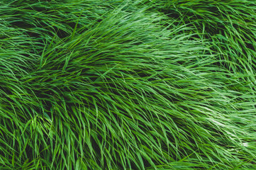 evergreen grass growing in a dense cushion, beautiful green background