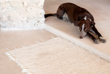Perro en interior  de cemento liso, al lado de alfombra, todo tonos grises, perro tumbado mirando a...
