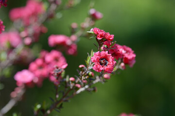 ギョリュウバイ