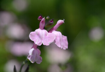 Fototapeta premium チェリーセージ