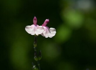 チェリーセージ