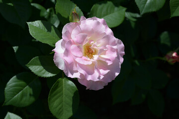 マチルダ　バラの花