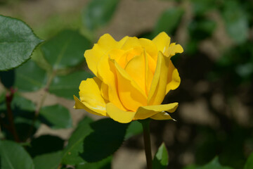 レモン＆ジンジャー　バラの花