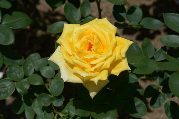 金閣　バラの花