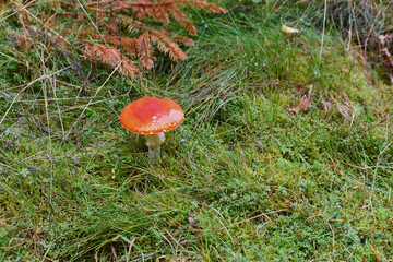 fly mushroom in the forest on a green gras