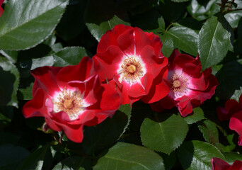 連弾　バラの花