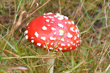 fly agaric mushroom in the forest
