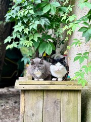 two cats are resting on the street