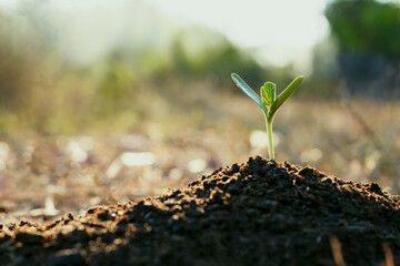 Pumpkins Seedlings are thriving from fertile soil, ecology concept. new life is coming,closeup