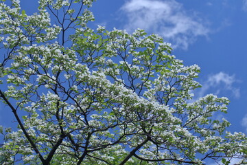 アメリカからの贈物