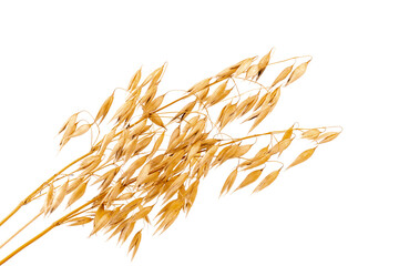 oat spike or ears isolated on white background close-up