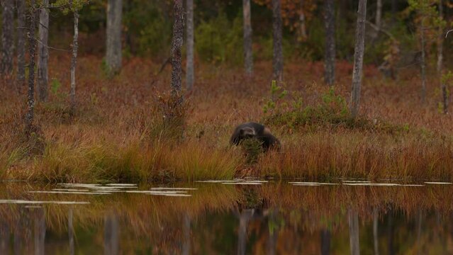 Wolverine running around lake.  Wolverine in Finland taiga. Wildlife scene from nature. Rare animal from north of Europe. Wolverine sunset. Wolverine running  in autumn golden grass. 