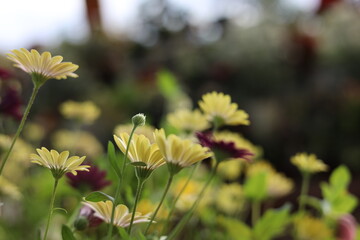 花　オステオスペルマム