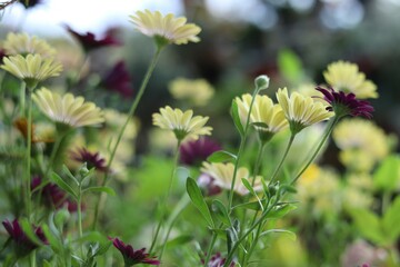 花　オステオスペルマム