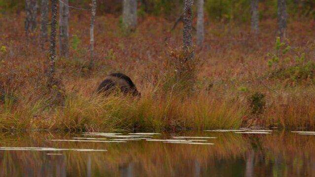 Wolverine running around lake.  Wolverine in Finland taiga. Wildlife scene from nature. Rare animal from north of Europe. Wolverine sunset. Wolverine running  in autumn golden grass. 