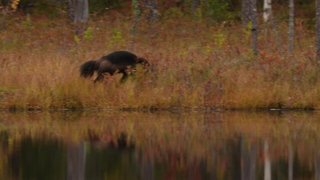 Wolverine running around lake.  Wolverine in Finland taiga. Wildlife scene from nature. Rare animal from north of Europe. Wolverine sunset. Wolverine running  in autumn golden grass. 